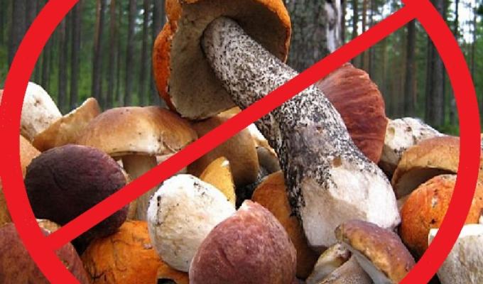 УВАГА – ОТРУЙНІ ГРИБИ!