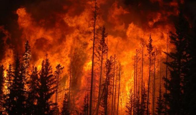 Вогнеборці продовжують гасіння масштабних пожеж на Луганщині: залучено 1 229 людей особового складу та 204 одиниці техніки
