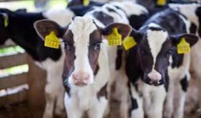 У Новопсковському районі продовжують реалізовуватися програми державної підтримки галузі тваринництва