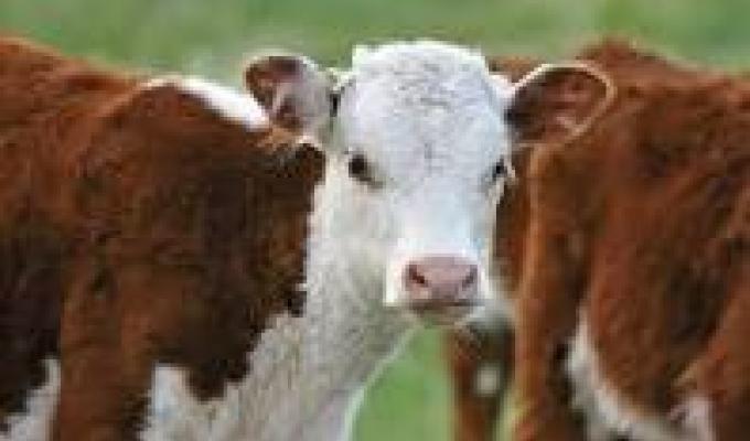 Державна підтримка на утримання молодняка ВРХ