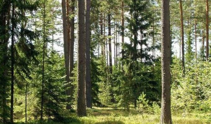 Стан додержання законодавства у сфері захисту лісових ресурсів перебуває на контролі Новопсковського відділу місцевої прокуратури