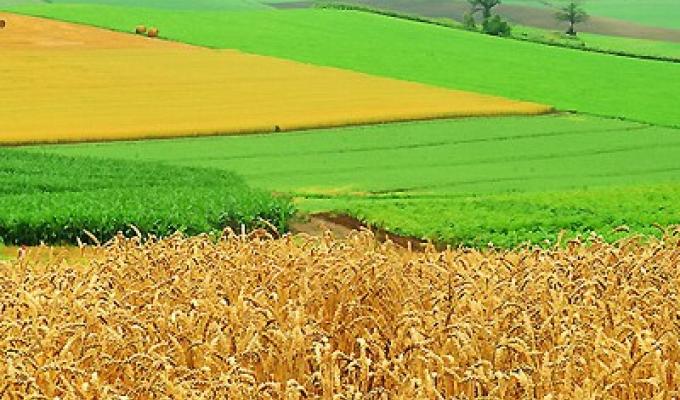 Виплати орендної плати за землю сільгосппідприємствами району.