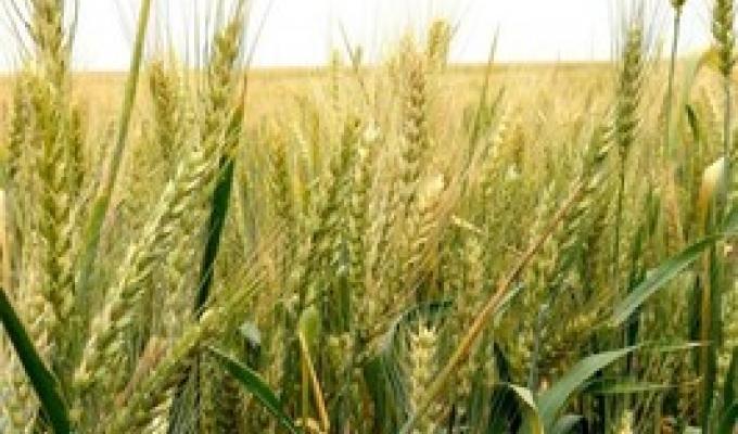 Про хід зернозбиральної кампанії врожаю 2020 року в Новопсковському районі