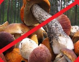 УВАГА – ОТРУЙНІ ГРИБИ!