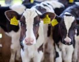 У Новопсковському районі продовжують реалізовуватися програми державної підтримки галузі тваринництва