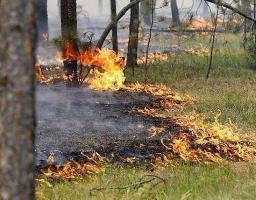 На Луганщині попереджають про високий рівень пожежної небезпеки