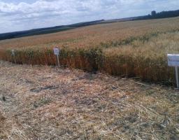 Відбувся семінар « Генетичний потенціал продуктивності  Київських сортів озимої пшениці» 