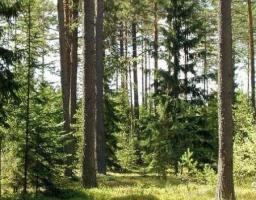 Стан додержання законодавства у сфері захисту лісових ресурсів перебуває на контролі Новопсковського відділу місцевої прокуратури