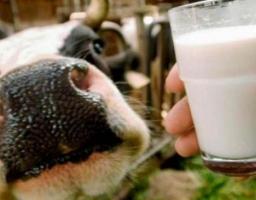 Щодо створення сімейних ферм чи сільськогосподарських молочних кооперативів