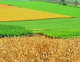 Виплати орендної плати за землю сільгосппідприємствами району.