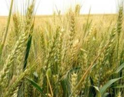 Про хід зернозбиральної кампанії врожаю 2020 року в Новопсковському районі